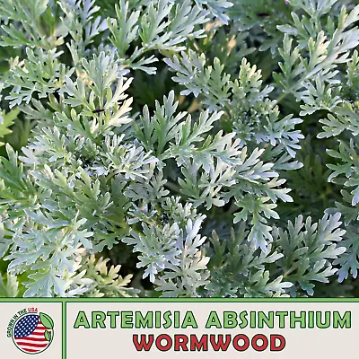 1000 Wormwood Seeds Artemisia Absinthium Absinthe Herb Bitters Medicinal • $3.95