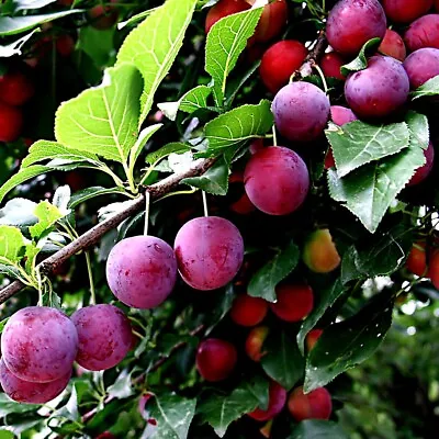 AMERICAN PLUM TREE SEEDS (Prunus Americana) Fast Fruit Flower Plant Hardy-Zone 3 • $7.95