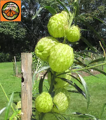 25 Hairy Balls Milkweed Seeds  Gomphocarpus Physocarpus • $3.85