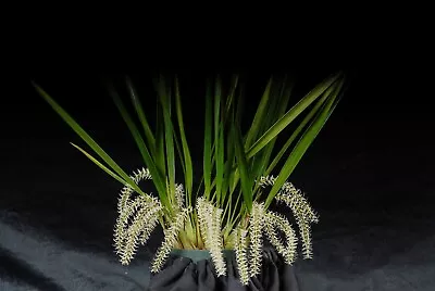 Orchid Plant Dendrochilum Yuccifolium • $19