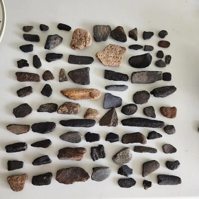 $18.74 • Buy Fossilized FLORIDA FOSSILS Turtle Shell EXTINCT BONES Whale 75pcs Fragments