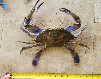 Large Blue Crab Taxidermy • $115