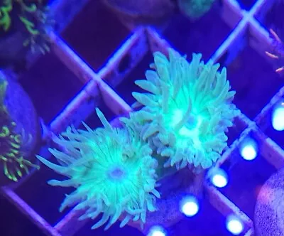 Live Coral Robbie's Ultra Green Duncan Coral 2 Heads • $36.99