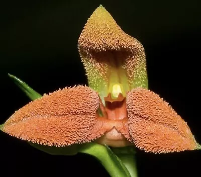 Specklinia (Pleurothallis) Endotrachys Miniature Orchid Species In Spike • $29.99