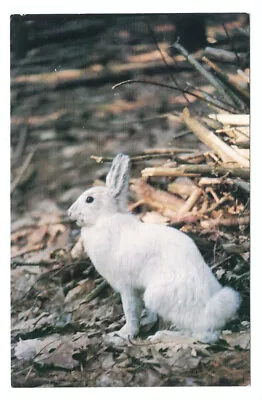 Greenville Maine ME Postcard Greetings Moosehead Lake Rabbit Wildlife • $2.73