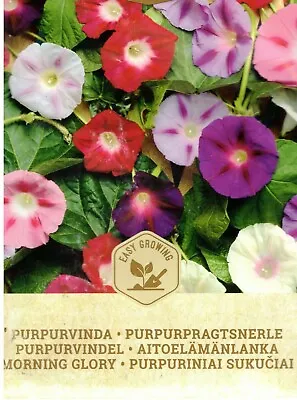 £1.55 • Buy Morning Glory Seeds-Fast Growing Climber-Multi Coloured Blooms- Easy To Grow