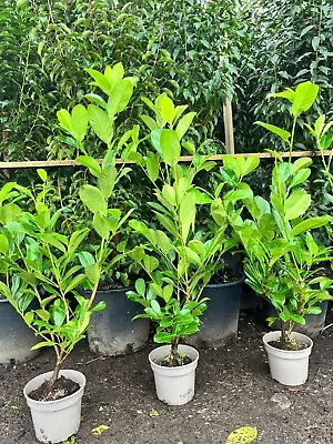 Cherry Laurel X50 3ft EXTRA BUSHY FREE NEXT DAY DELIVERY • £699