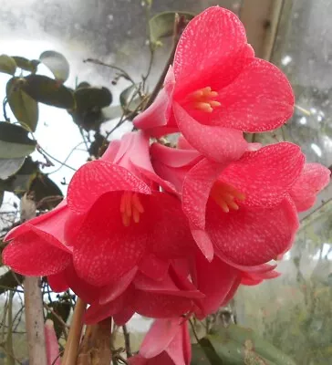 A Young Lapageria Rosea Plant (Climber  Vine  ) • £19.95