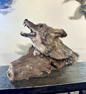 Taxidermy Coyote Mantle Table Top Piece Of Decoration • $49.99