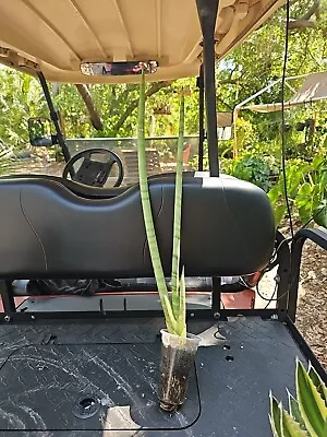 XL Sansevieria Cylindrica Snake Plant African Spear 28   • $29.90