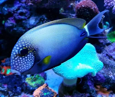 Freckle Face Tang Acanthurus Maculiceps • £199.99