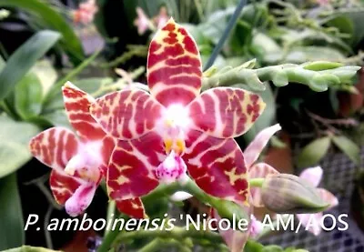 $25 • Buy Orchid - Phalaenopsis Amboinensis (fragrant) Seedling