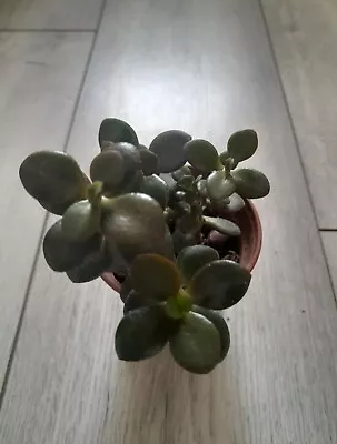 £5.99 • Buy Jade Plant - Crassula Ovata