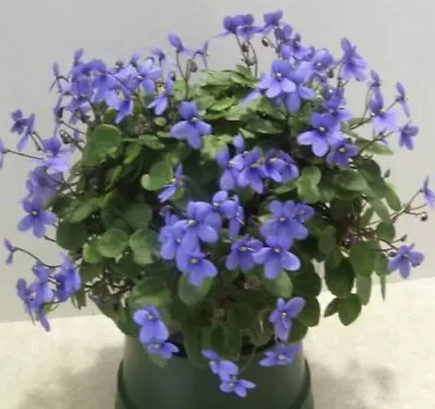 African Violet Pixie Blue  .Large Blooming Plant. Semi Miniature. Trailer. • $17.99