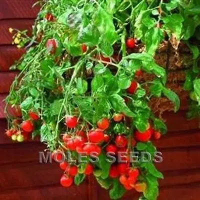 £1.99 • Buy TOMATO RED TUMBLING TOM TRAILING HANGING BASKET TOMATO 10 To 100 Seed MULTIPLE  
