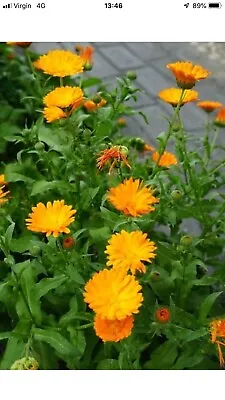 Fresh Pot Marigold Calendula Seeds Hardy Annual  • £1.49