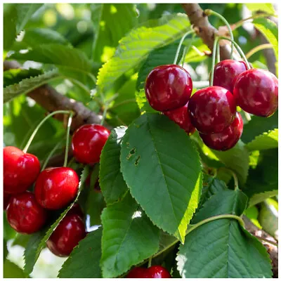 £24.99 • Buy Lapins Cherry Tree 3-4ft Tall, Self-Fertile & Ready To Fruit, Heavy Cropper