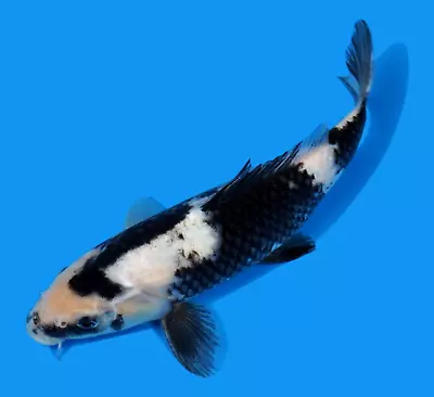 Live Koi Fish 10-11  Shiro Utsuri Female Koibay • $145