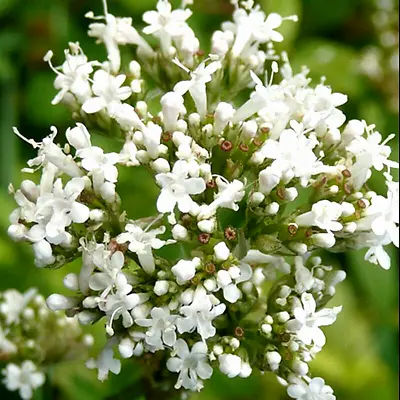 Valerian 100+ Seeds Spring Sow Perennial Herb Medicinal Sedative Catnip Bees Usa • $2.99