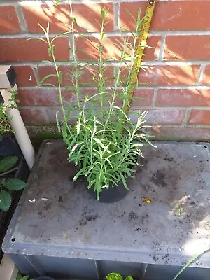£4.89 • Buy English Lavender   Hidcote   Plant In 16cm Pot Approx.