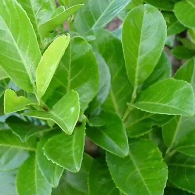 3 X Prunus 'rotundifolia' Cherry Laurel Evergreen Shrub Garden Plant In Pot • £12.99