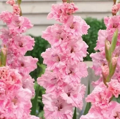 Sword Lily~samara~fancy Parrot Gladiolus~flower Bulbs~plants Grow Up To 50  Tall • $3.49