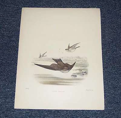 R. Bowdler Sharpe. C. W. Wyatt. Brown-throated Martin. 1885-94. • $35