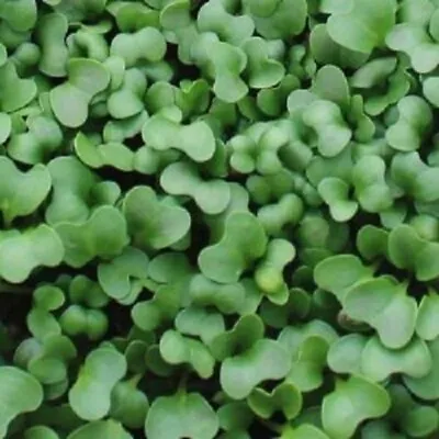 Micro Green Broccoli 500 Seeds Sprouts Health Superfood Nutritious Fast Growing • $4.89