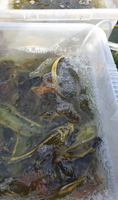 £7.50 • Buy Ghost Carp Not Koi