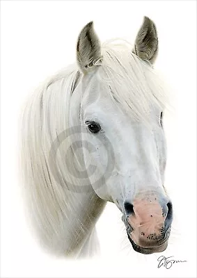 WHITE HORSE Colour Pencil Drawing Print A4 / A3 Signed By UK Artist Artwork • £12.99