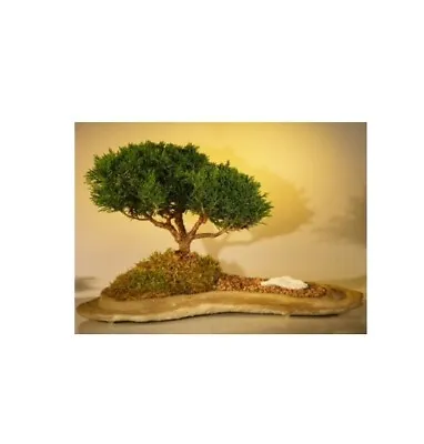 Shimpaku Juniper Bonsai Tree Planted On A Rock Slab Juniperus Chinensis 12yo 10  • $220.95