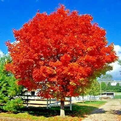 $6.89 • Buy *RED SUNSET* Japanese Maple (Acer Rubrum) Tree Seeds, Landscaping Or Bonsai