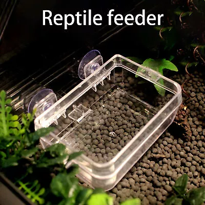 Reptile Feeder Not Easy To Fall Feed Water Worm Live Reptile Pet Feeder • $31.45