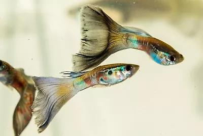 Fancy Guppies ( Multi Delta And Blue Moscow Mix) 75 Fry • $59.99