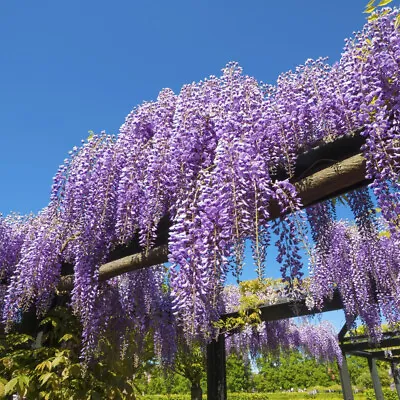 Wisteria Sinensis Lilac-Blue Blooms Hardy Shrub 3x 9cm Potted Plant By T&M • £19.99