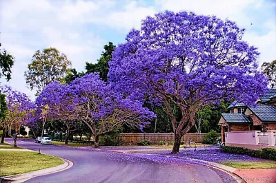 Jacaranda Mimosifolia - Jacaranda Mimoso - 40 Seeds • £2.04