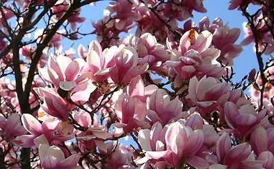 Magnolia Tree Seeds! Viable And Ready To Plant Now!! Tulip Trees Blossom Tree • £2.99