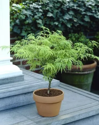 Acer Tree Japanese Maple Dissectum Umbrella 3L Pot 60cm H Plants To Your Door • £28.99