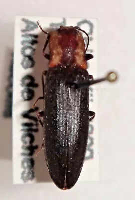 Elateridae Dilobitarsus Viticollis Chile #W36 Click Beetle Mounted Insect • $10