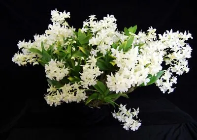 Dendrobium Mini Snowflake Orchid Plant  • $17.50