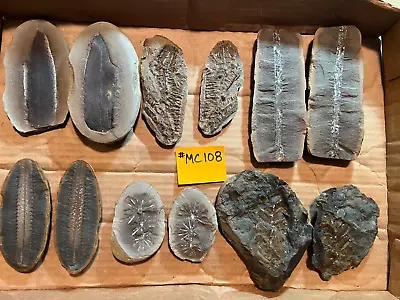 Mazon Creek Fossils !! Lot Of 6 Pairs Of Larger Plants !!  See Photos !! #MC108 • $95