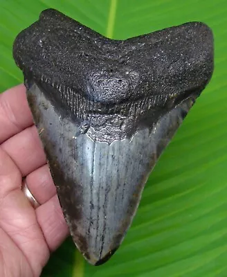 Megalodon Shark Tooth  - 4.95  -  Sharks Teeth - Real Fossil Megladone • $125