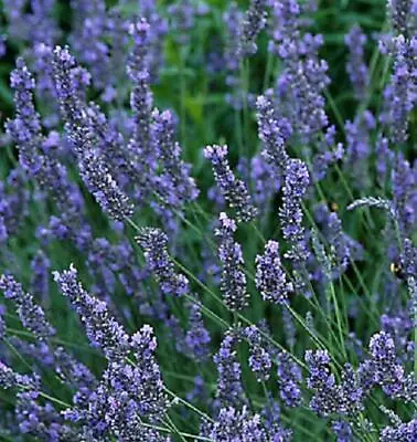 £6.95 • Buy Lavender X Intermedia 'Grosso' Perennial Evergreen Plug Plants Pack X6 