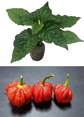£1.99 • Buy Chilli Seedling Plants By CHILLIESontheWEB