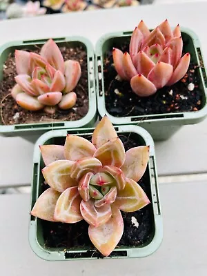 Echeveria Pink Champagne Special Collector's Succulent 70 Mm Pot • $17