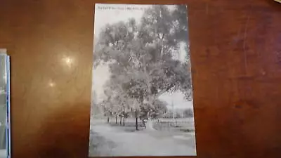 1910 Old Willow Tree Milton NY New York Post Card • $14.99