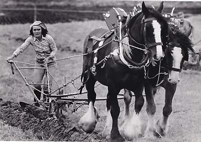 Original Press Photo Horse Drawn Ploughing Champs Aylesbury Mrs J Williams 1981 • £7