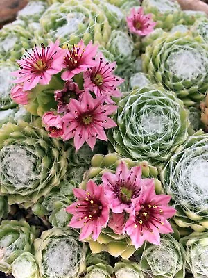 Sempervivum Andrachnoides 'Cobweb Houseleek’- 9cm Pot • £3.99