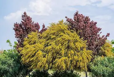 10 GOLDEN MIMOSA Acacia Baileyana Yellow Wattle Tree Flower Seeds • £2.41