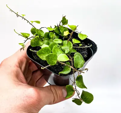 Microgramma Tecta (2.5  Pot) Miniature Epiphytic Fern /Dart Frog Terrarium Plant • $24.95